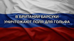 В Британии барсуки уничтожают поля для гольфа