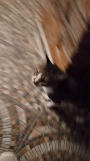 😸 Приручил кота! придумайте ему имя! #shorts