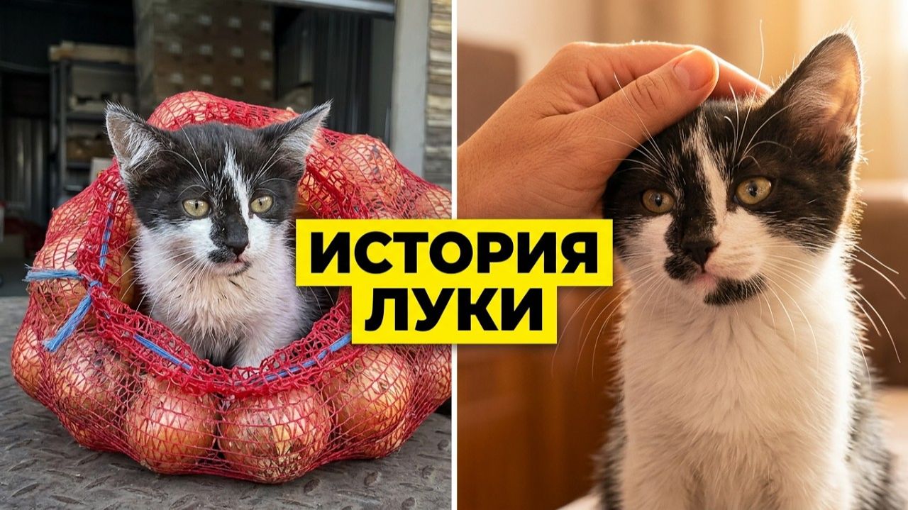 История котенка по кличке Лука