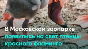 В Московском зоопарке появились на свет птенцы красного фламинго