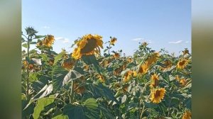 Подсолнухи, поля пшеницы и красивые закаты.