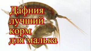 ЧЕМ КОРМИТЬ МАЛЬКА ЖИВОРОДКИ