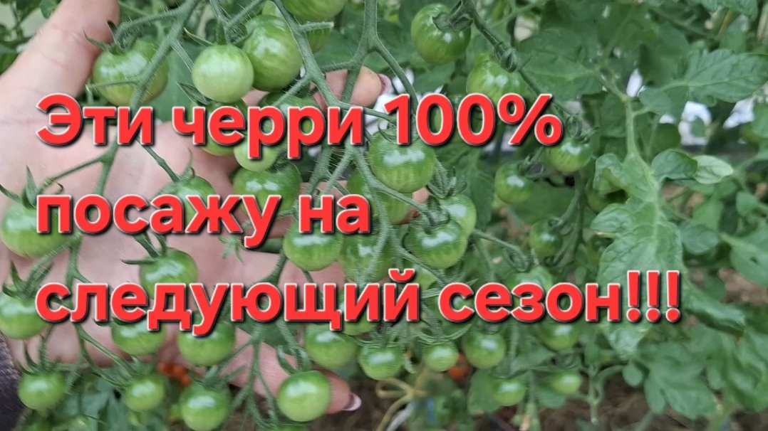 Эти томаты черри,100% посажу на следующий год!!!.