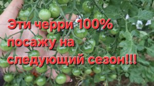 Эти томаты черри,100% посажу на следующий год!!!.