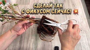 Фикус Бенджамина: уход в конце лета, чтобы в зиму ушел здоровый и пышный!