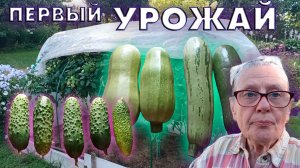 Собираю первый урожай!