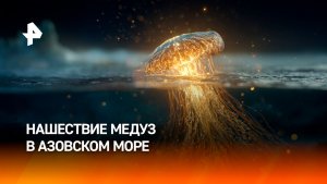 Нашествие медуз захлестнуло Азовское море