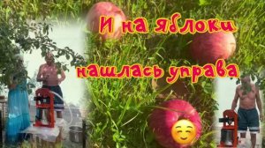 Деревня. Яблоки. Пресс для получения яблочного сока