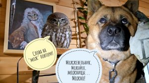 Милый добрый сыч Лучик - подозрительное! Цитрусы. Сова Ёль слушает про поездку в парк птиц «Воробьи»