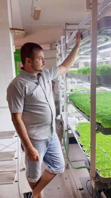 🌱 Горошек в удобной упаковке — чистый урожай без хлопот! Ссылки в описании 😌