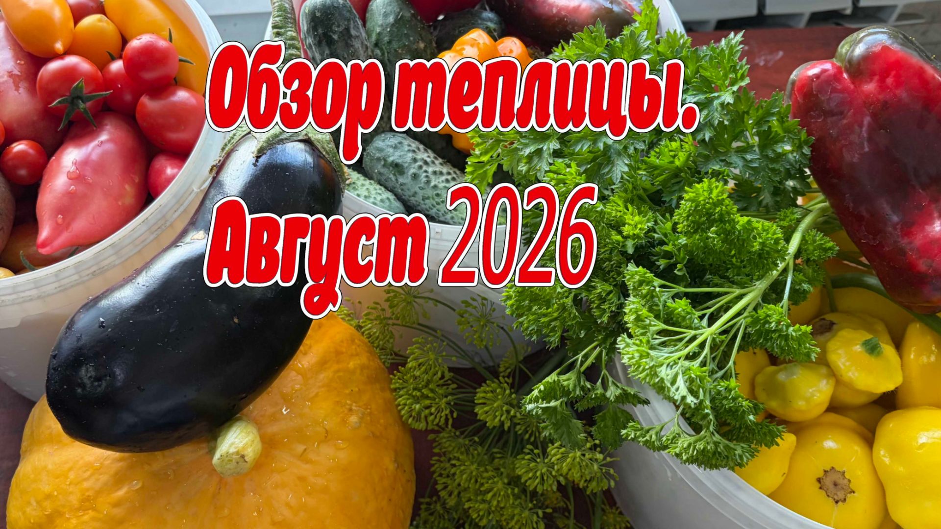 Обзор теплицы август