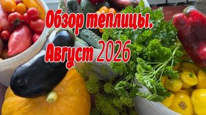 Обзор теплицы август