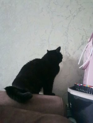 Трансляциё