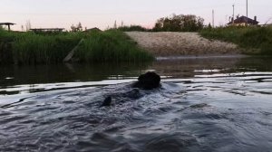 Купаемся с Кузей. 09.08.2026г.