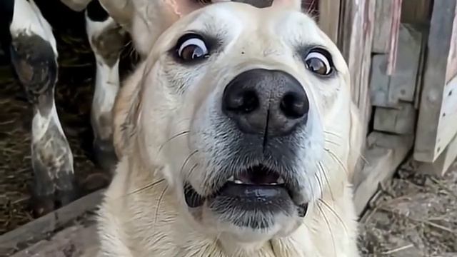 Реакция собаки на обнюх 🤣