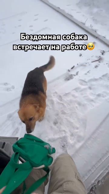 Бездомная умная собака