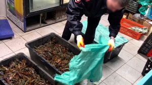 Улов века: силовики изъяли более 500 кг запрещенных раков в Ульяновске