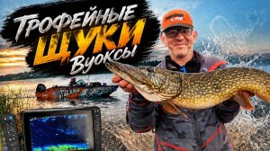 Трофейные щуки Вуоксы: ловля с Паноптиксом
