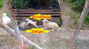 У кого шуба мягче?
