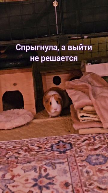 Свинка Белка отдыхает под вольером, а потом никак не может выйти