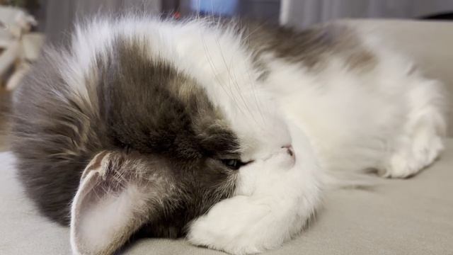котэ