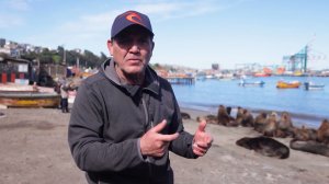 Популяция морских львов в Чили вышла из-под контроля, рыбаки требуют снять запрет на отстрел
