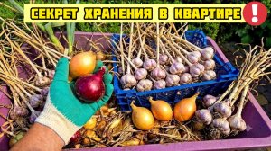 Сделайте ЭТО и ЛУК с ЧЕСНОКОМ не сгниют до весны! Секрет хранения в квартире