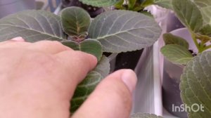 семена глоксиний собственного сбора 🌸рассказываю и показываю какие глоксинии выросли из семян 😊
