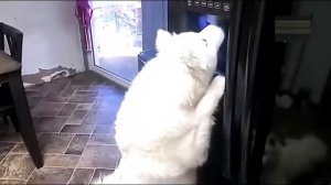 Всячинки