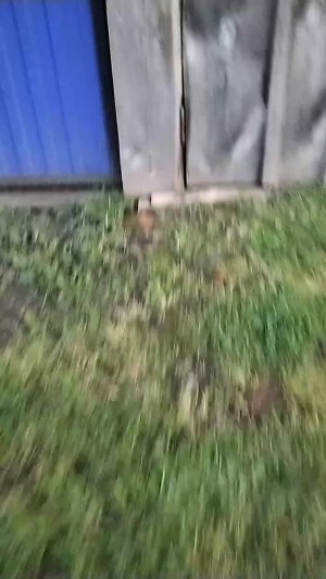 танцуем и гуляем