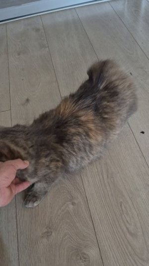 Как выглядит течка у кошки