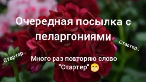 Распаковка пеларгоний из г. Вологда