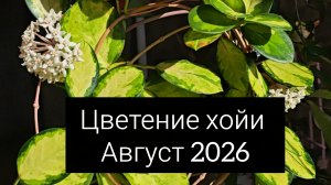 цветение хойи. август 2026