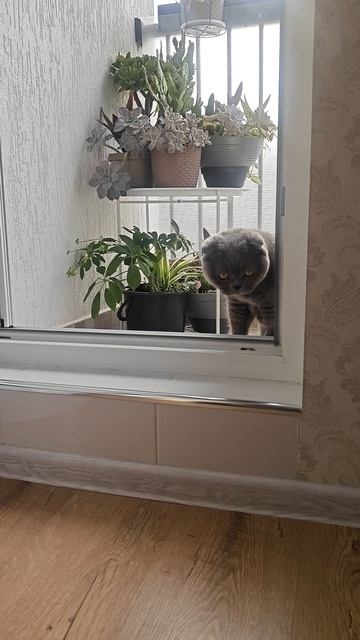 Шотландская вислоухая кошка Риана 12.08.2026.