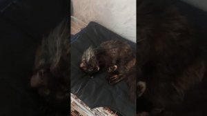 Кошечка