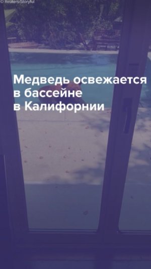 Медведь освежается в бассейне в Калифорнии