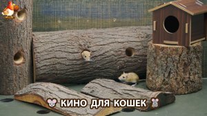 Видео для кошек про крысок развлекать питомцев 🐭🐀😂 595