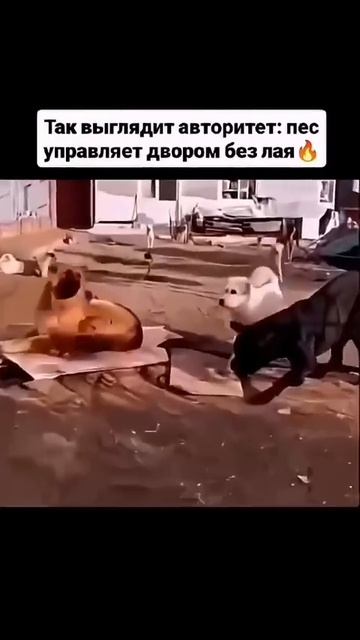 Уважение выглядит так 🔥