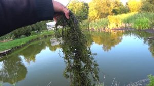 Зарыбил пруд. Запустил водоросли Элодея для очистки воды. ЦВЕТЁТ ПРУД !