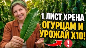 ВСЕГО 1 ЛИСТ ХРЕНА - И ОГУРЦЫ ПЕРЕСТАНУТ ЖЕЛТЕТЬ! МОЩНЫЙ НАРОДНЫЙ СПОСОБ ДЛЯ ОГРОМНОГО УРОЖАЯ
