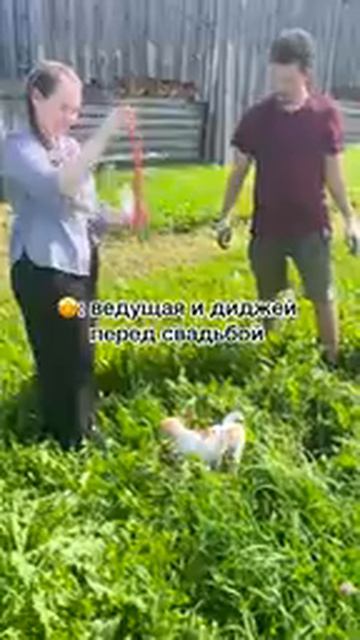 смешные видео