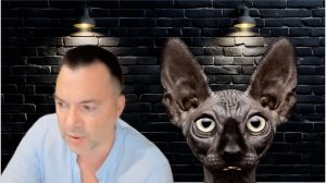 Вот вы говорите - а что я сделал? / Кот Костян