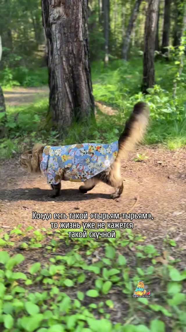 А у вас кто живет?😸 #котики #юмор #природа #животные