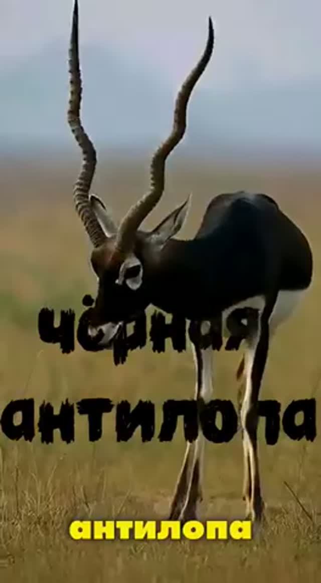 чёрная антилопа 🤣— природа создала настоящего воина