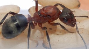 Почему Raptiformica sanguinea получили название — КРОВАВО–КРАСНЫЙ МУРАВЕЙ РАБОВЛАДЕЛЕЦ?