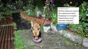 (1344) Лиса приходит в гости. Август 2026
