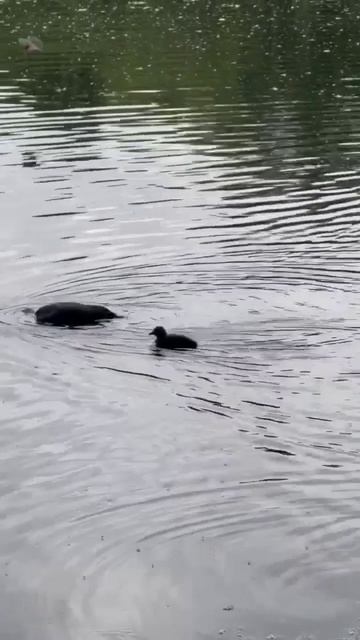 Приколы животные