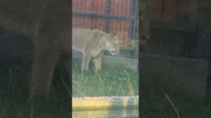 LPPR4665DEMM4863_12.08.2026-Видео от Светланы