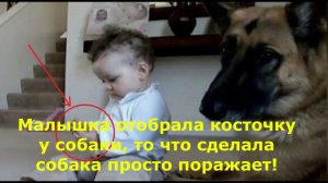 Малышка отобрала косточку у собаки, то что сделала собака просто поражает!