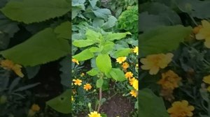 12.08.26 Жизнь на Западном Урале обычной семьи!!!! Мои самые любимые цветы ❤❤❤❤